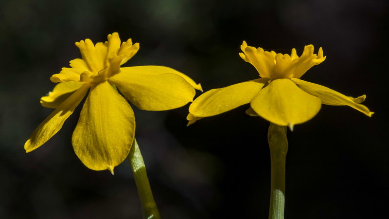 Narcissus rupicola.13