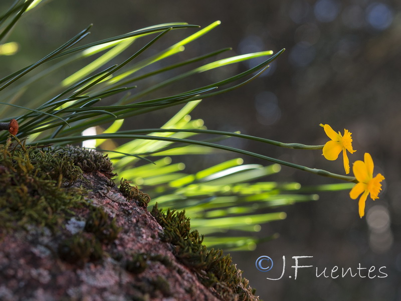 Narcissus rupicola.14