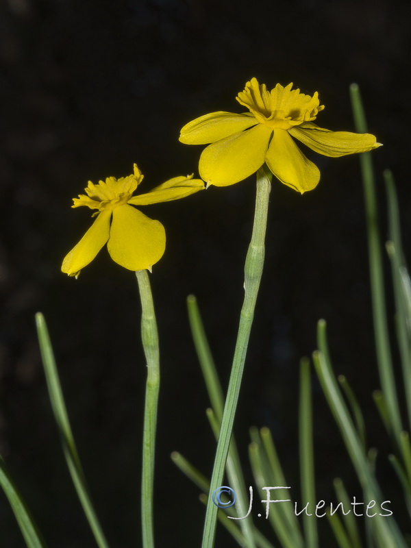 Narcissus rupicola.16