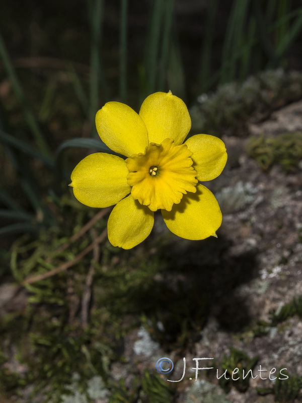 Narcissus rupicola.17