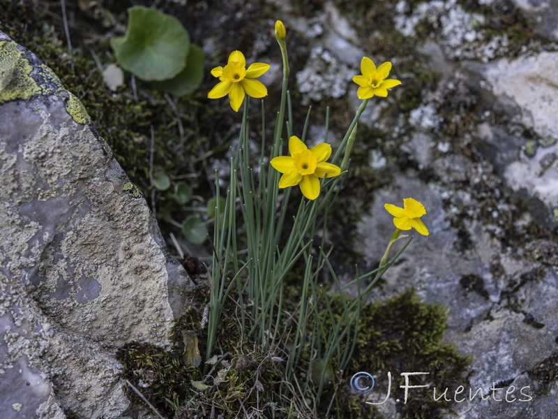 Narcissus rupicola.19