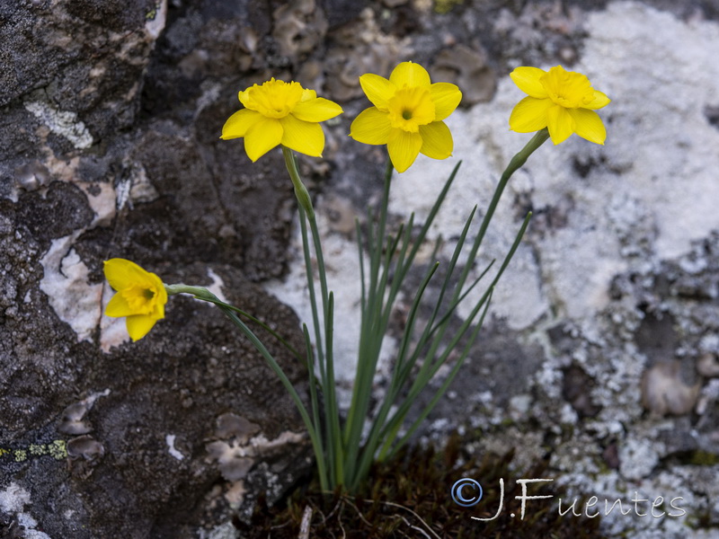 Narcissus rupicola.25