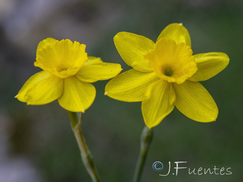 Narcissus rupicola.26