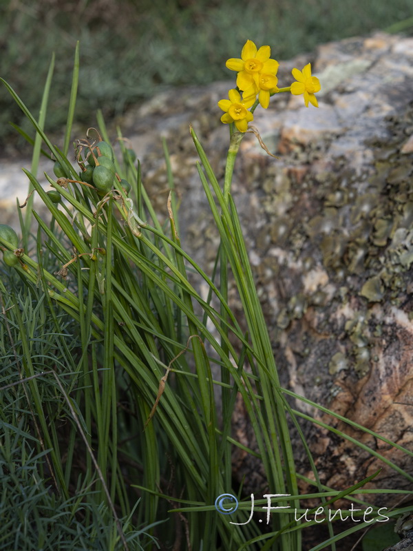 Narcissus scaberulus.01