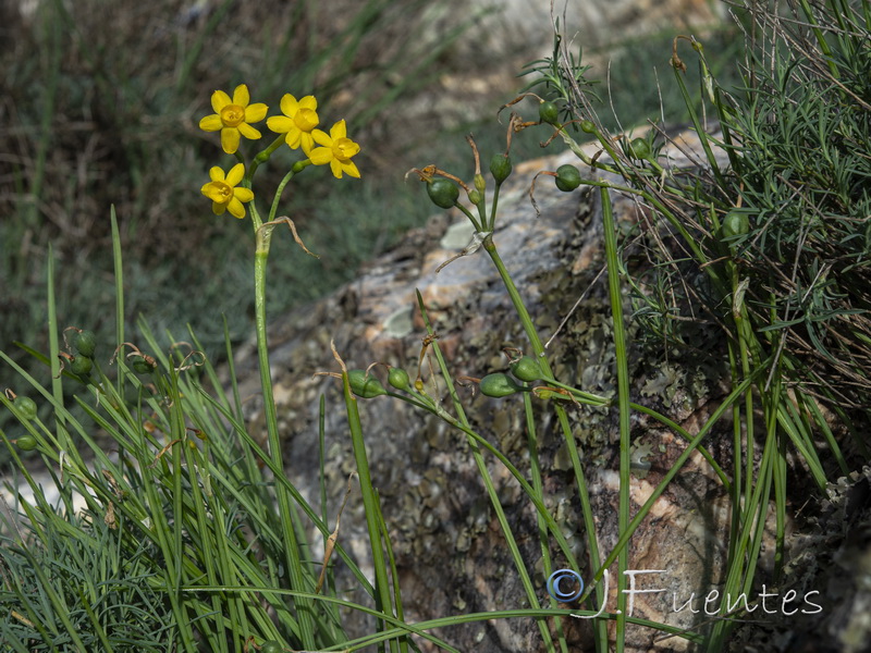 Narcissus scaberulus.02