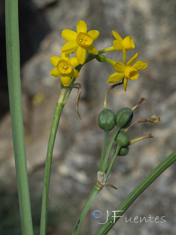 Narcissus scaberulus.04