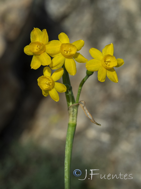 Narcissus scaberulus.05