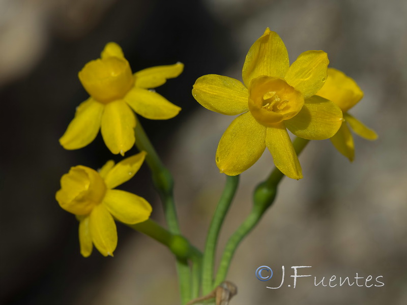 Narcissus scaberulus.07