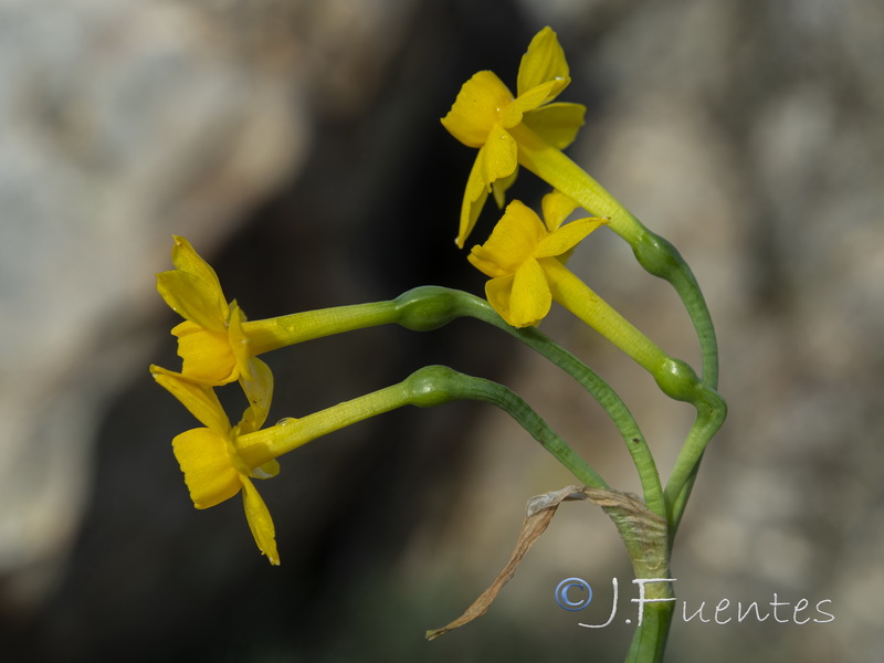 Narcissus scaberulus.09