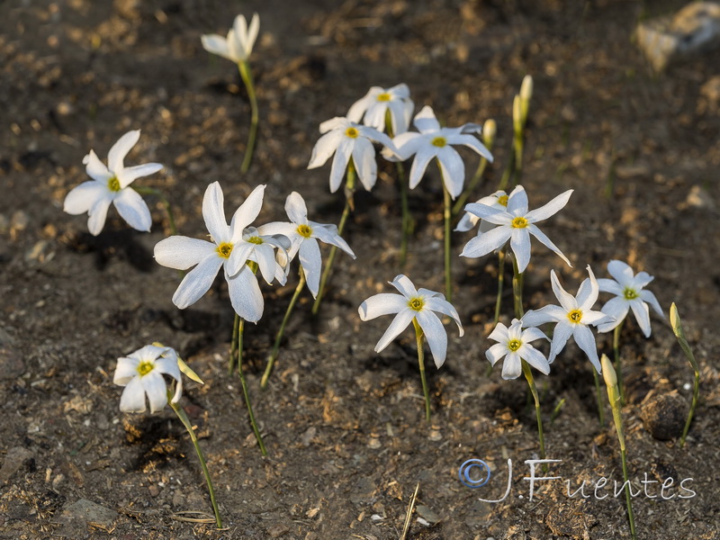 Narcissus serotinus.14