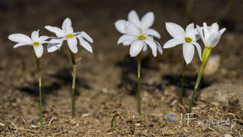 Narcissus serotinus.16