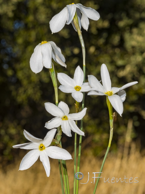 Narcissus serotinus.22