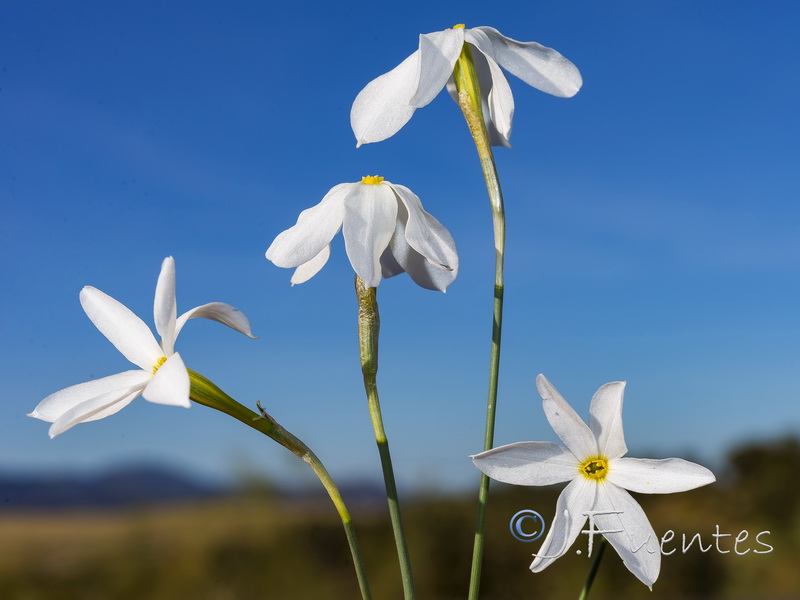 Narcissus serotinus.24