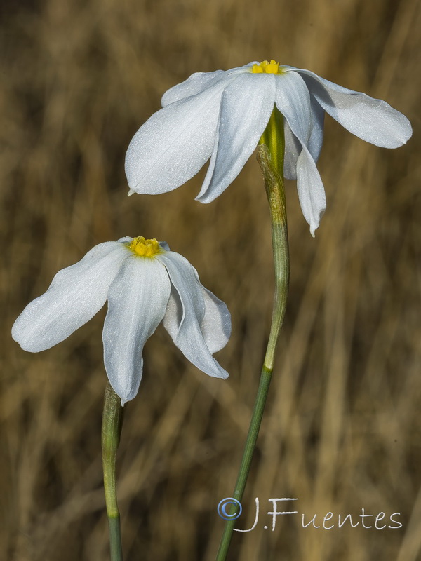Narcissus serotinus.26