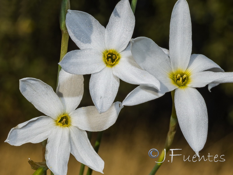 Narcissus serotinus.28