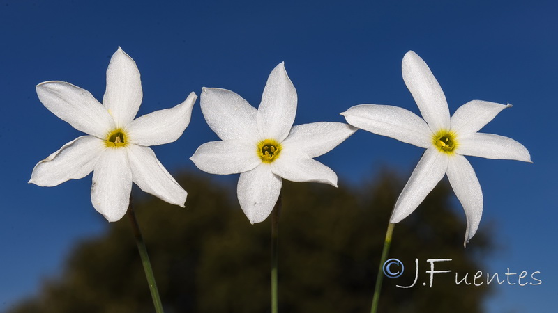 Narcissus serotinus.31