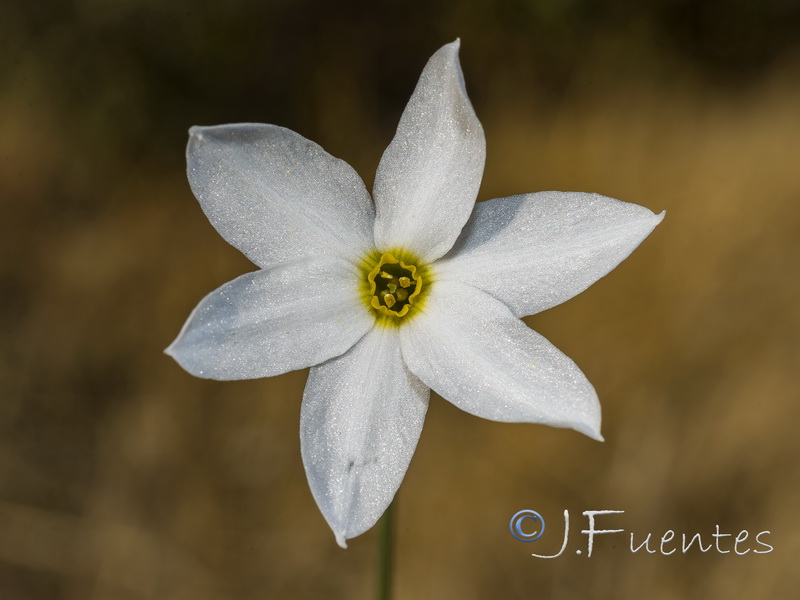 Narcissus serotinus.33