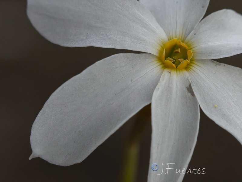 Narcissus serotinus.38