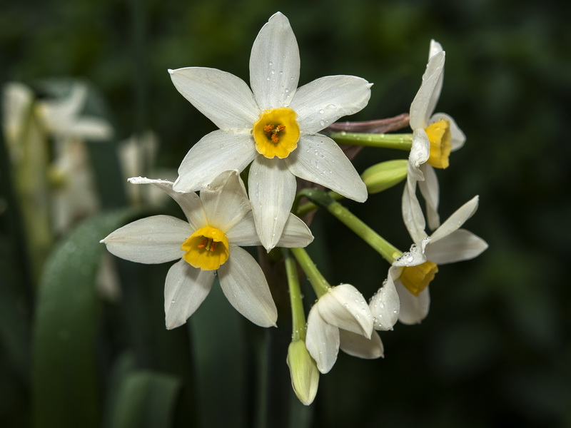 Narcissus tazeta.01
