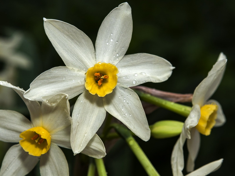 Narcissus tazeta.02