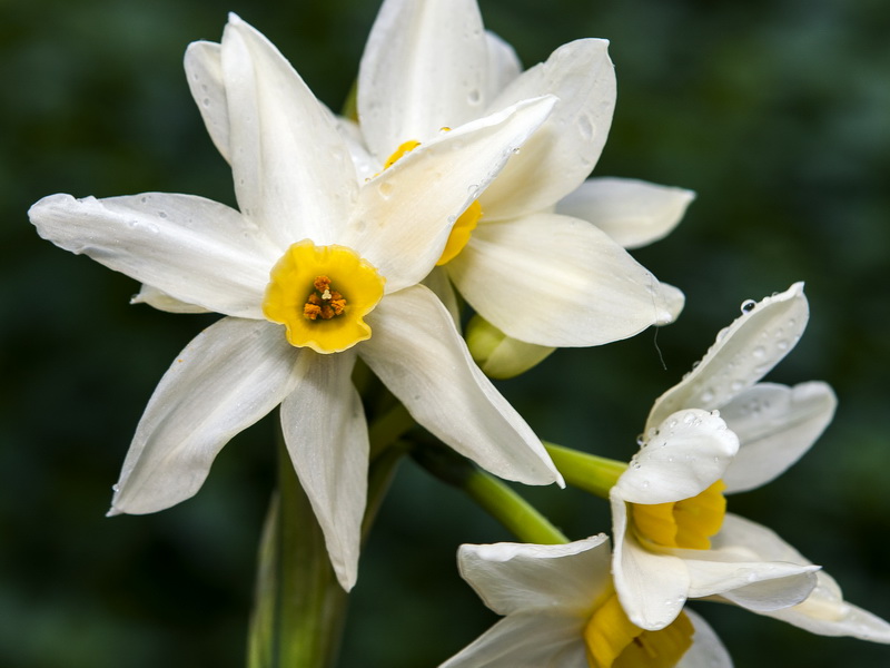 Narcissus tazeta.05