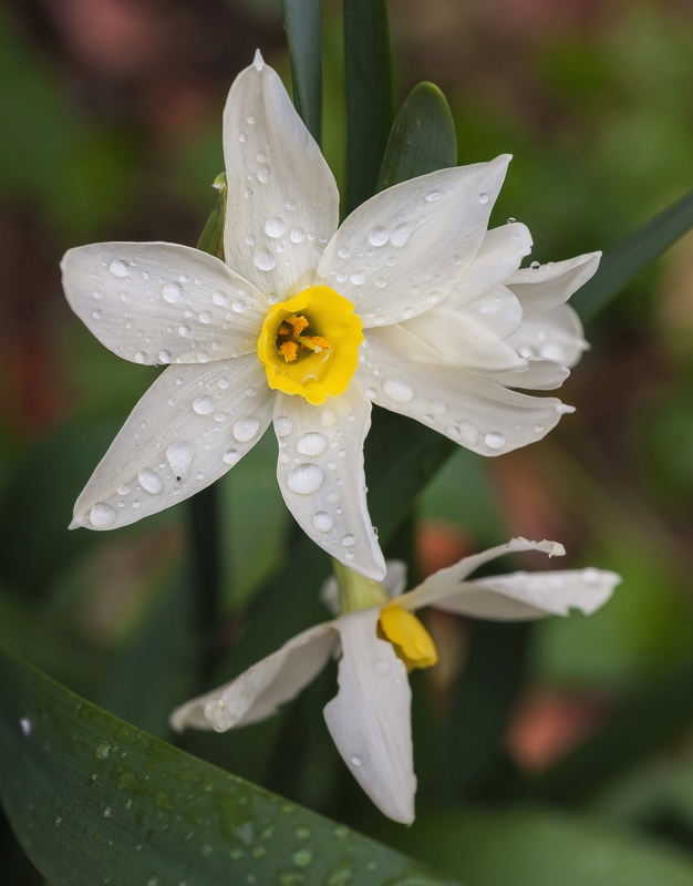 Narcissus tazeta.06