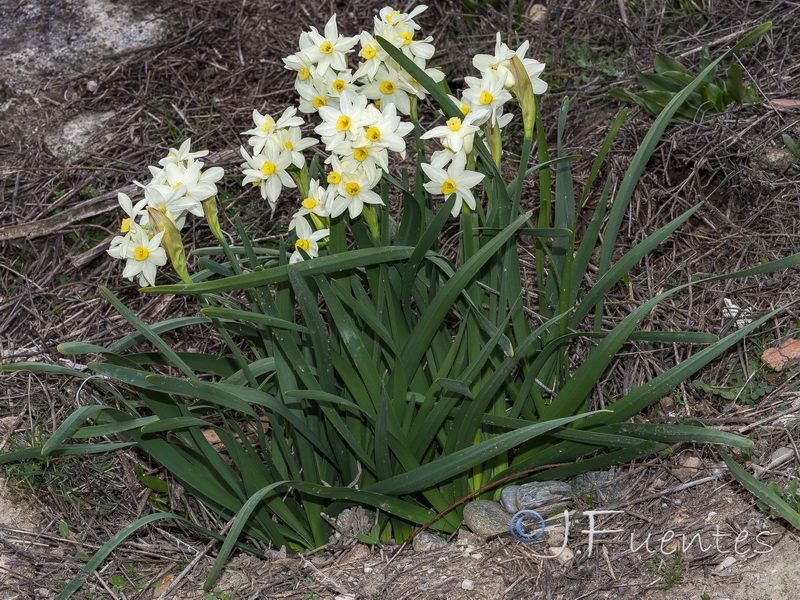 Narcissus tazeta.07
