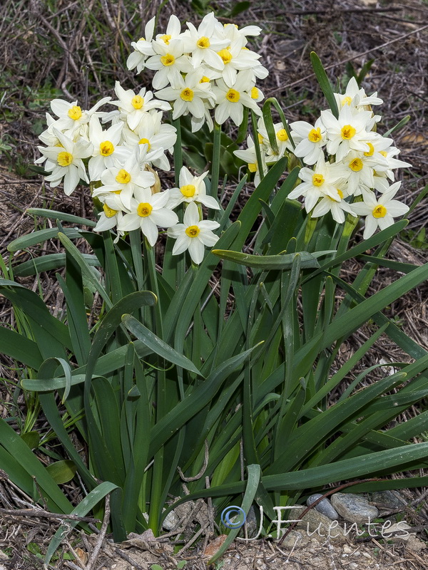 Narcissus tazeta.08