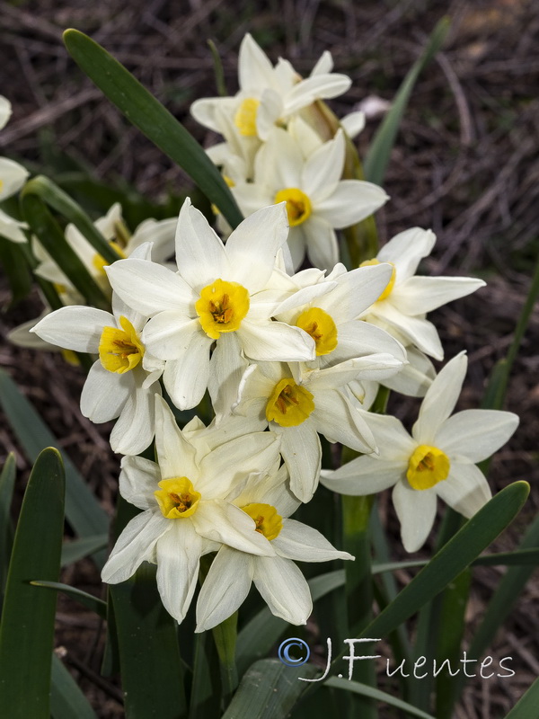 Narcissus tazeta.09
