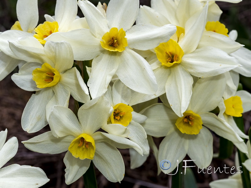 Narcissus tazeta.10