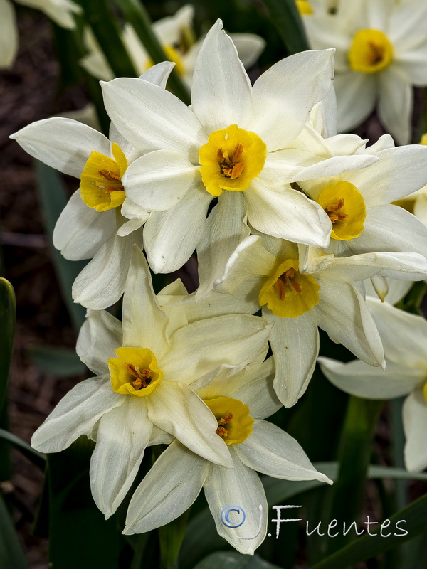 Narcissus tazeta.11