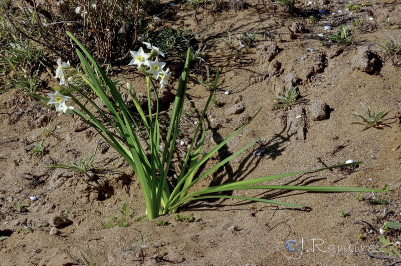 Narcissus tazeta.08