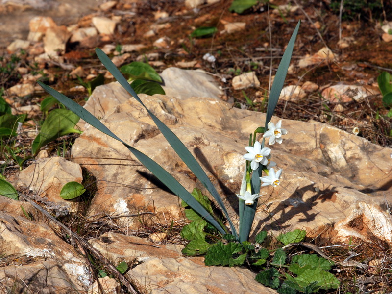 Narcissus tortifolius.01