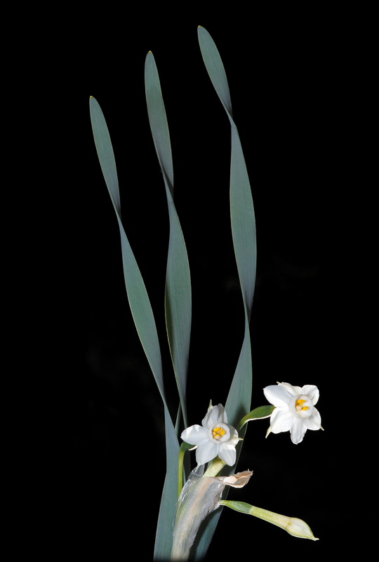 Narcissus tortifolius.02