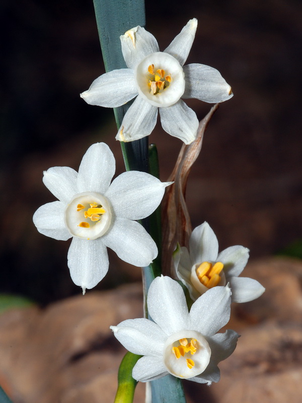 Narcissus tortifolius.03