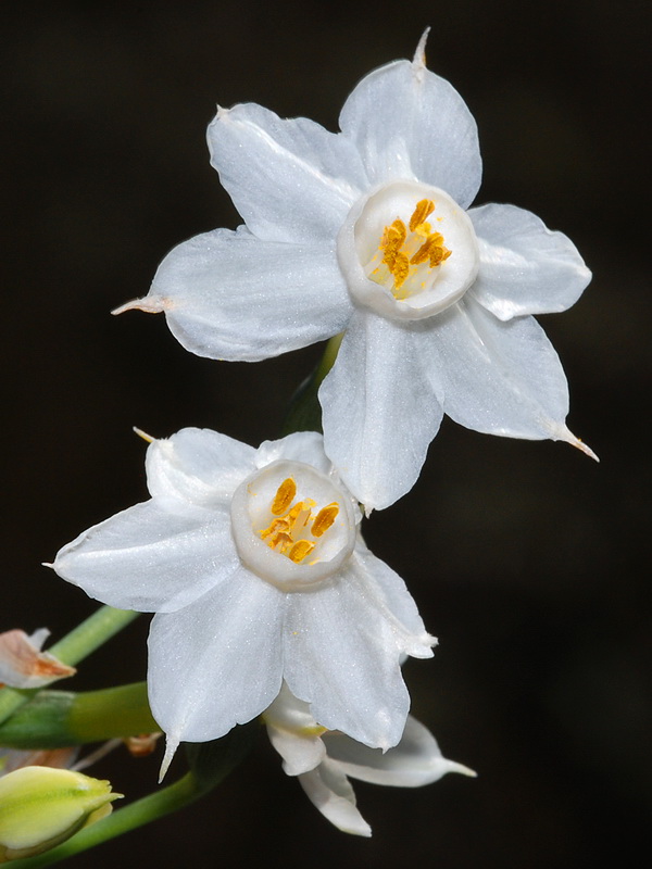 Narcissus tortifolius.05