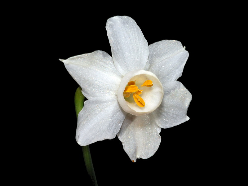 Narcissus tortifolius.06