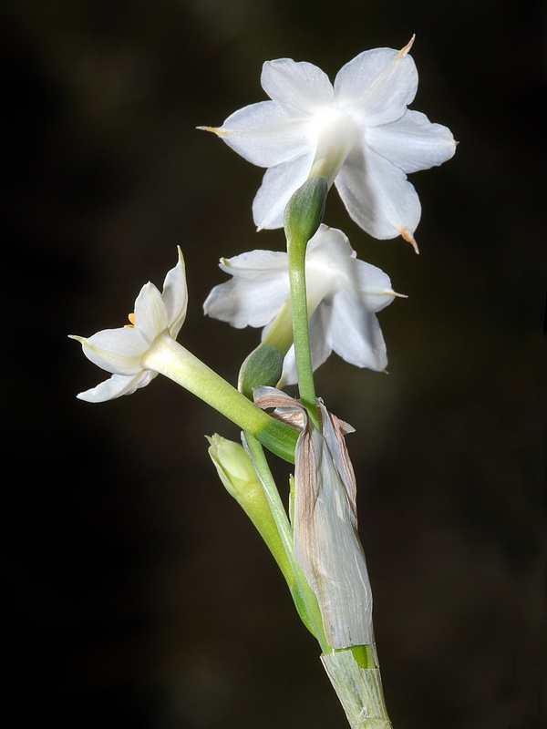 Narcissus tortifolius.07