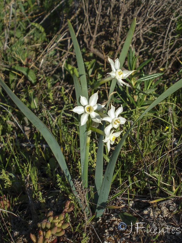 Narcissus tortifolius.11