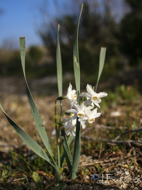 Narcissus tortifolius.12