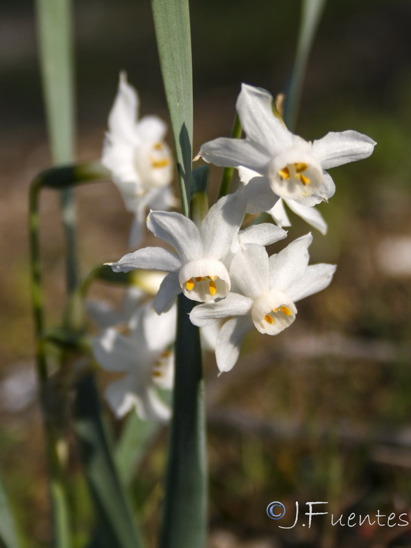 Narcissus tortifolius.13