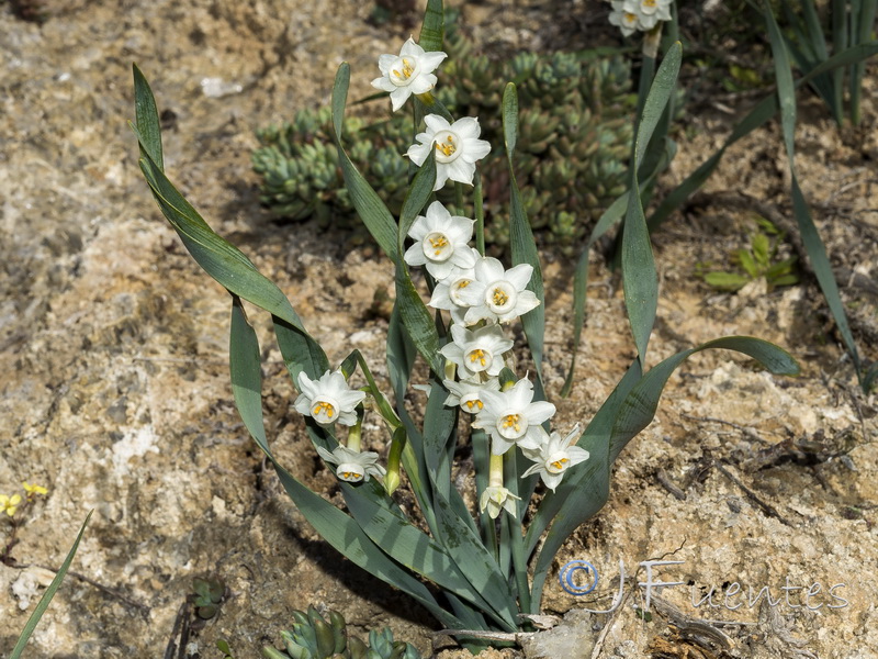 Narcissus tortifolius.18