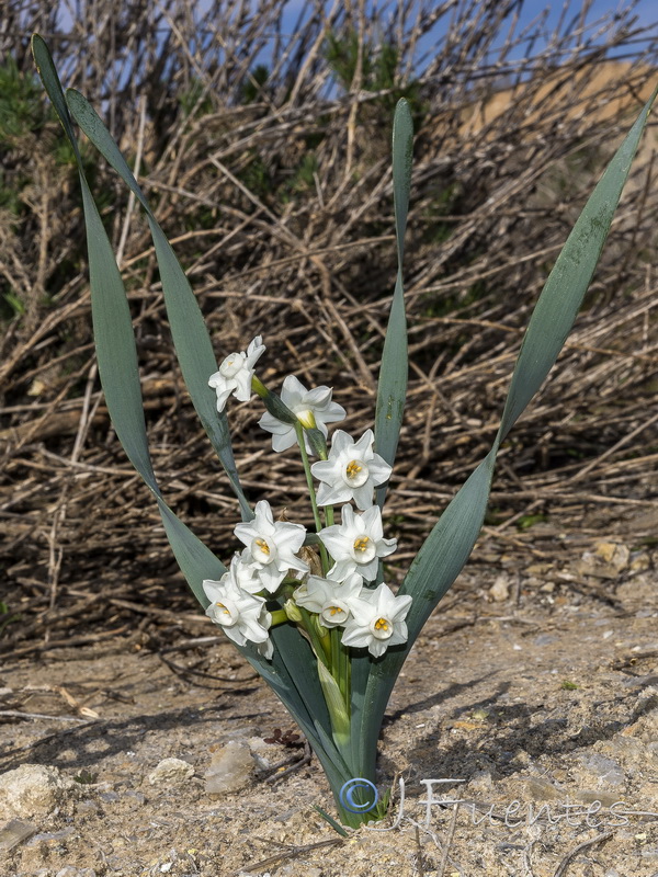 Narcissus tortifolius.20