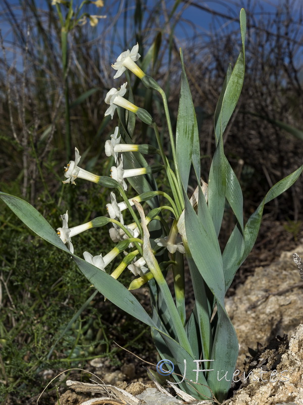 Narcissus tortifolius.21
