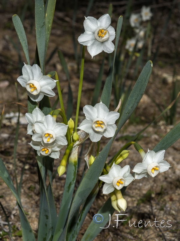 Narcissus tortifolius.22