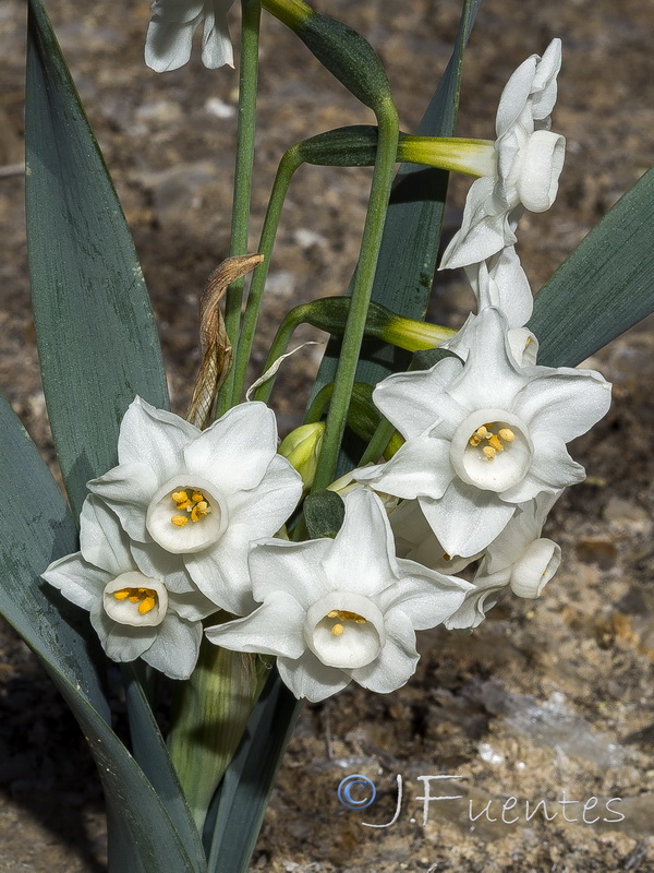 Narcissus tortifolius.23