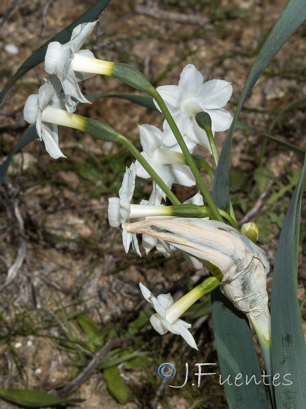 Narcissus tortifolius.24