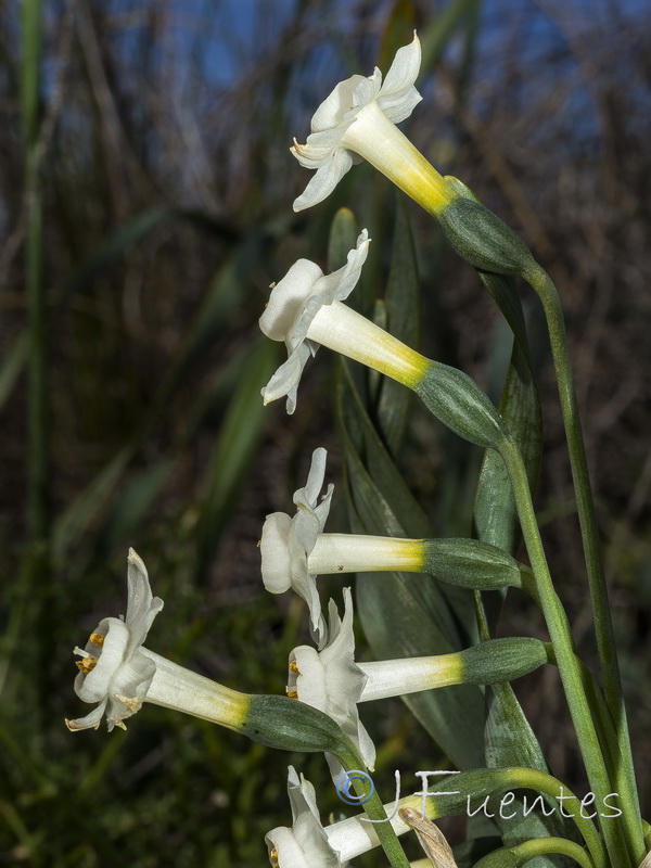 Narcissus tortifolius.25
