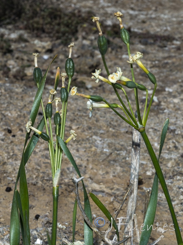 Narcissus tortifolius.26