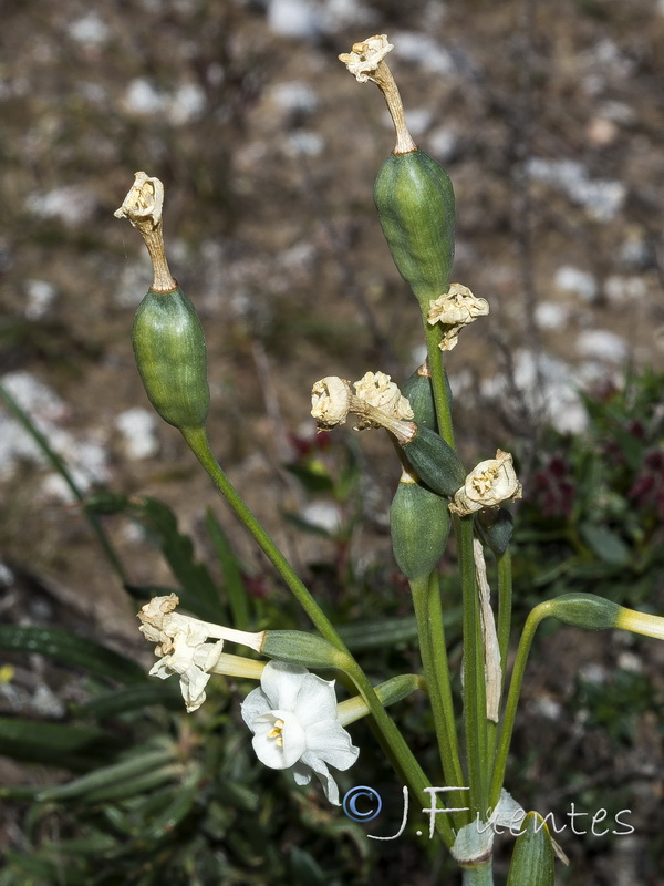 Narcissus tortifolius.27